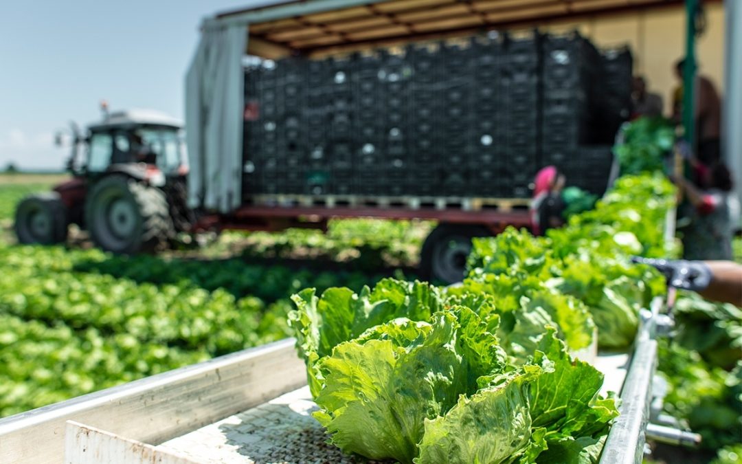 Unlocking Food Security: How Cold Chain Solutions Can Transform Agriculture