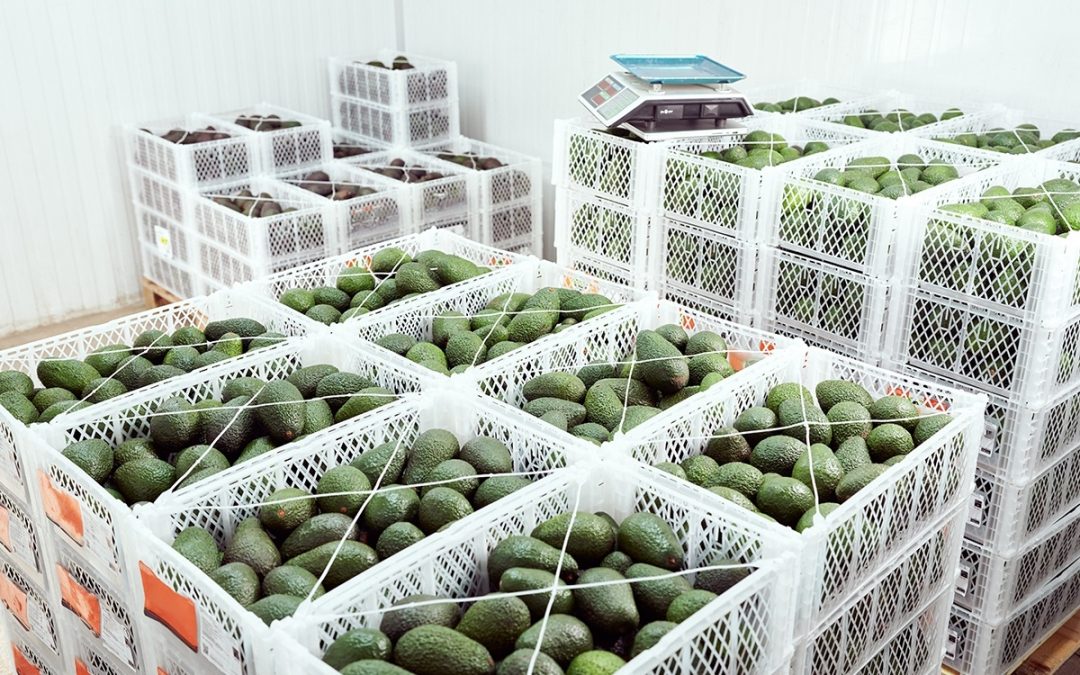 Navigating Pre-Cooling and Cold Storage in the U.S. Post-Harvest Produce Sector